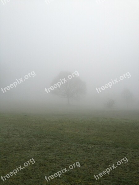 Tree Mist Park Countryside Country