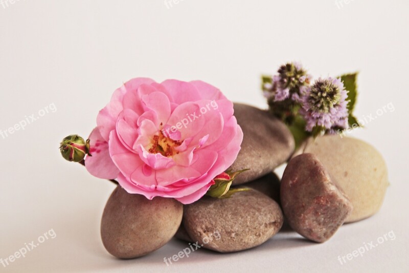 Stones Flowers Blossom Bloom Plant