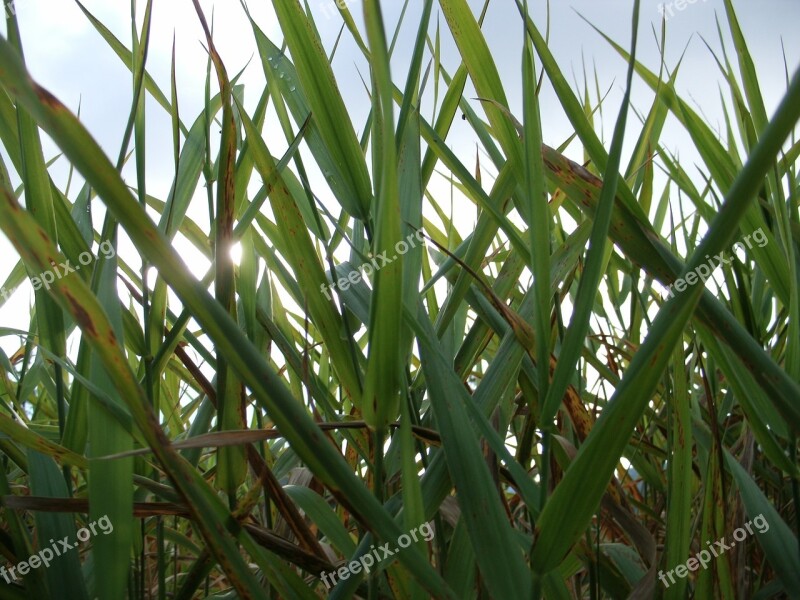 Reed Grass Grasses Nature Green