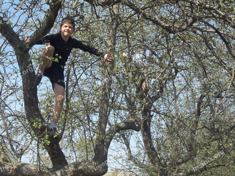 Child Boy Fun Climb Tree