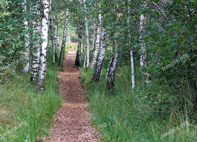 Birch Away Trail Forest Path Promenade