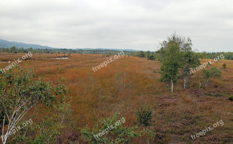 Landscape Heide Moor Swamp Nature