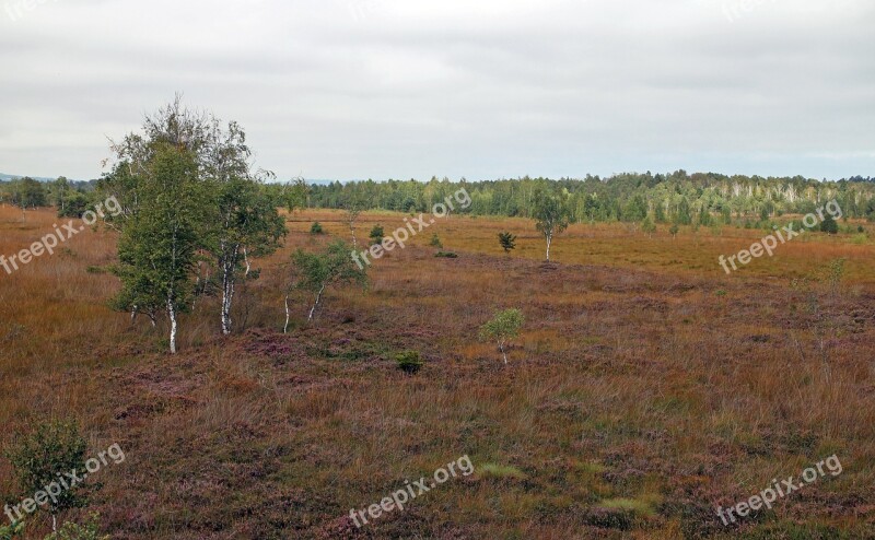 Landscape Heide Moor Swamp Nature