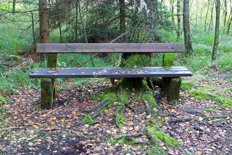 Bank Wooden Bench Seat Nature Forest