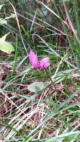 Cyclamen Color Purple Pink Summer Plants