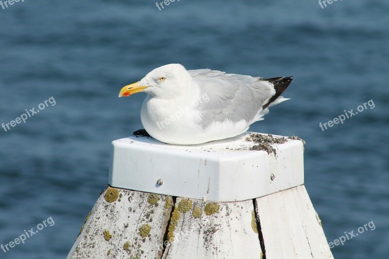 Seagull Beach Water Bird Coast Sea