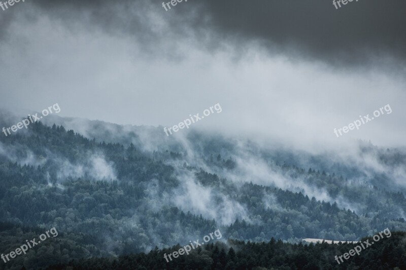 The Fog Para Rain Forest Tree