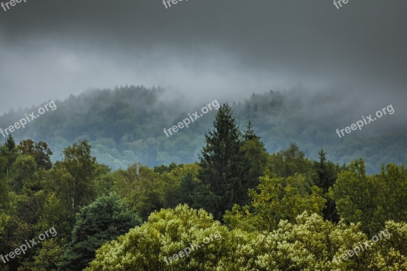 The Fog Para Rain Forest Tree