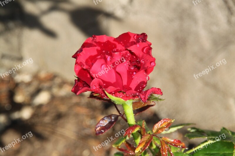 Red Rose Rose The Rose Garden Garden Free Photos