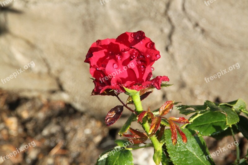 Red Rose Rose The Rose Garden Free Photos