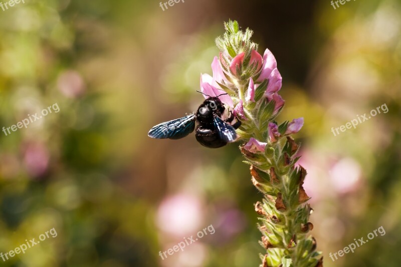 Bee Animal Nature Macro Close Up