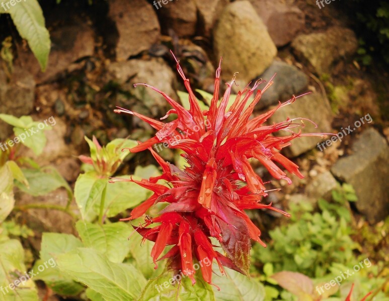 Flower Red Blossom Bloom Nature