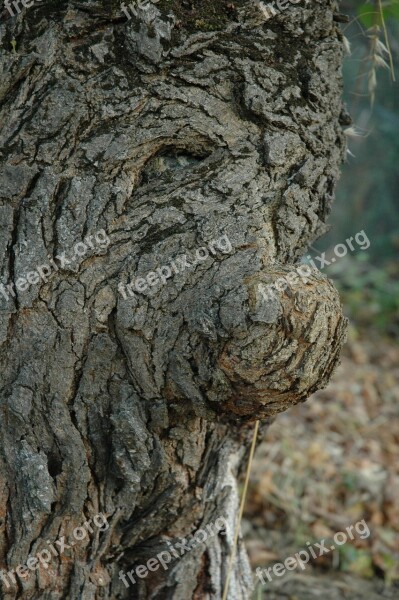 Tree Face Fairy Tale Old Elderly