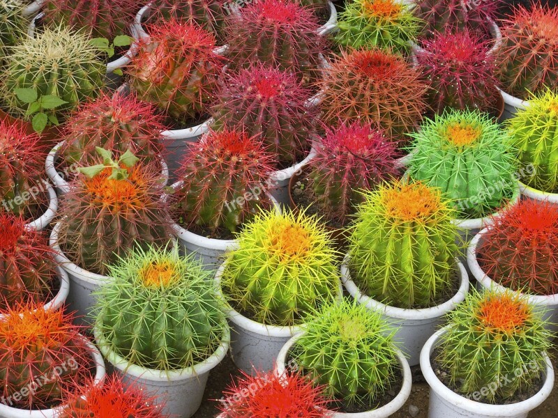 Cactus Pots Thorns Plant Free Photos