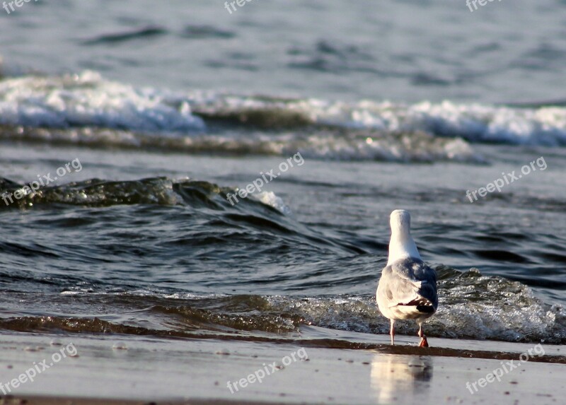 Seagull Beach Water Bird Coast Sea