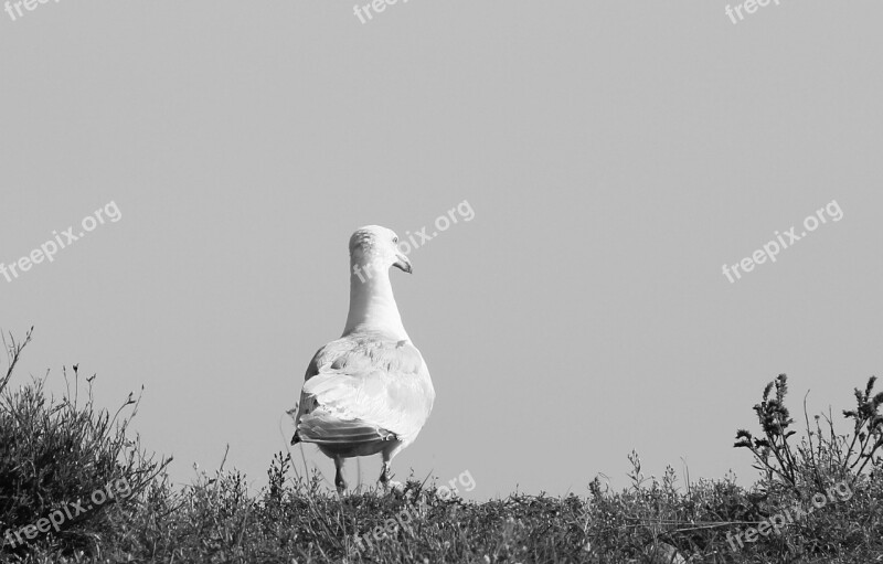 Seagull Beach Water Bird Coast Sea