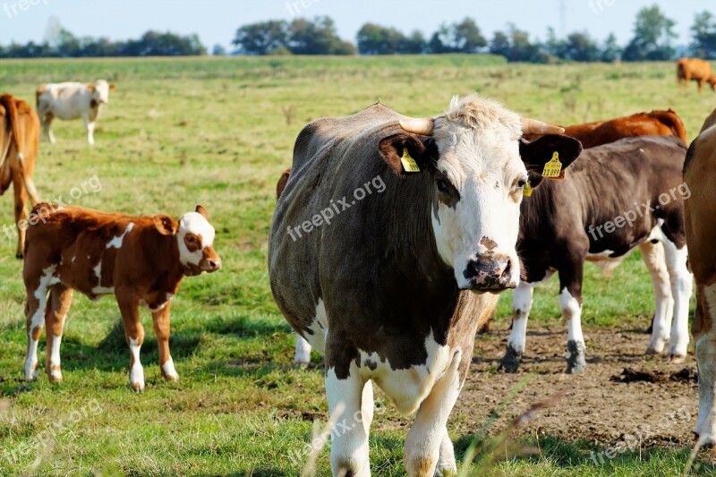 Cows Pasture Calves Young Animals Flock