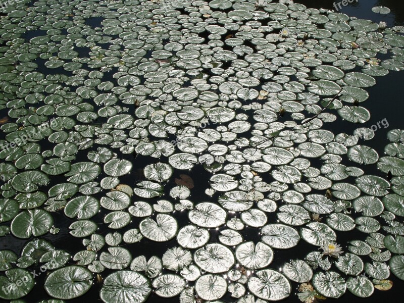 Lily Pond Water Green Plant