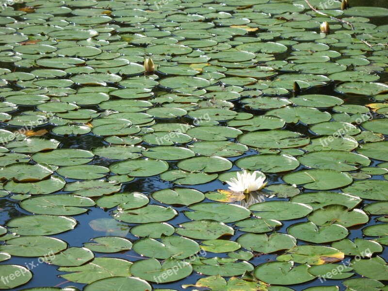 Lily Pad Water Pond Lotus