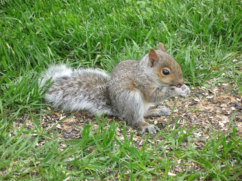 Squirrel Grey Rodent Animal Cute