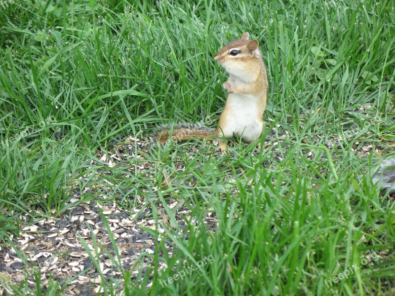 Chipmunk Squirrel Small Cute Wildlife