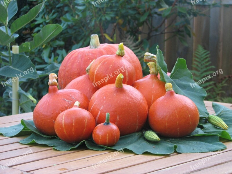 Pumpkin Fruit Autumn Free Photos