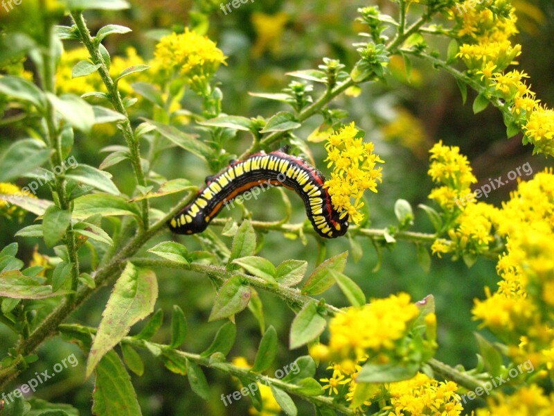 Caterpillar Wild Flower Spring Yellow Golden