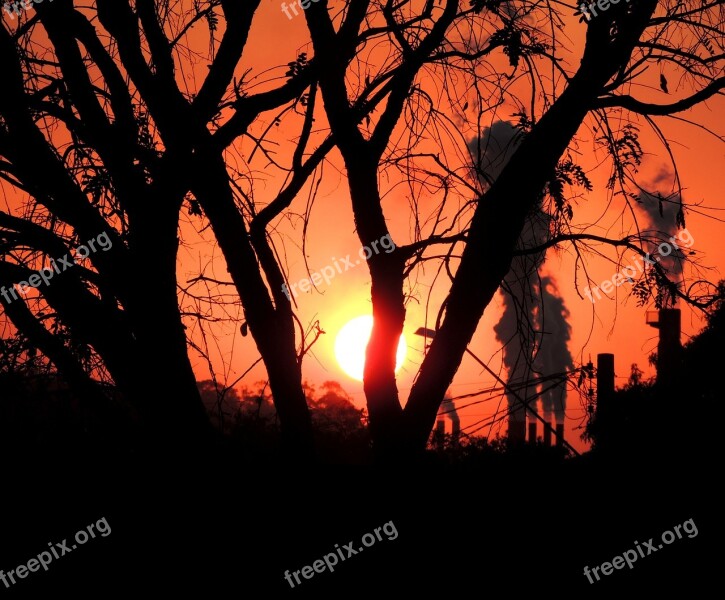 Trees Pollution Sol Sunset Against Light