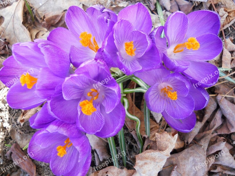 Crocus Flower Purple Spring Blossom