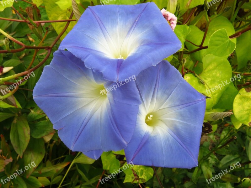 Morning Glory Flower Blossom Nature Summer