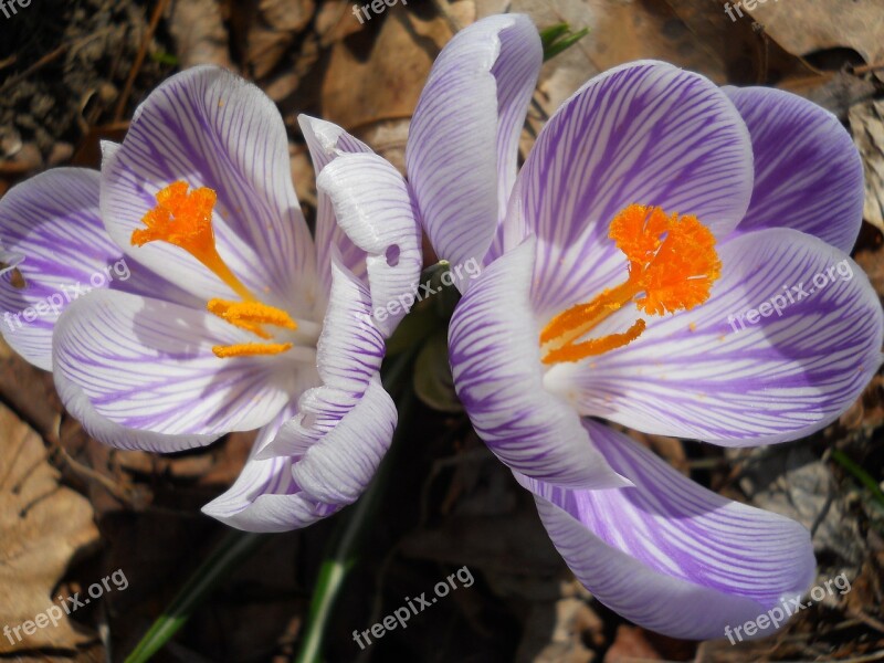 Crocus Spring Flowers Blooming Close Up