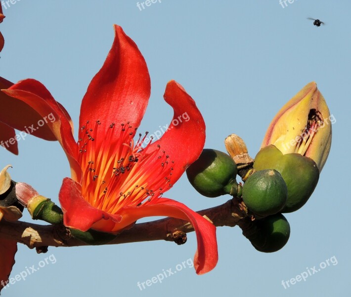 Flower Of Ceiba Speciosa Flower Tree Ceiba Speciosa Nature