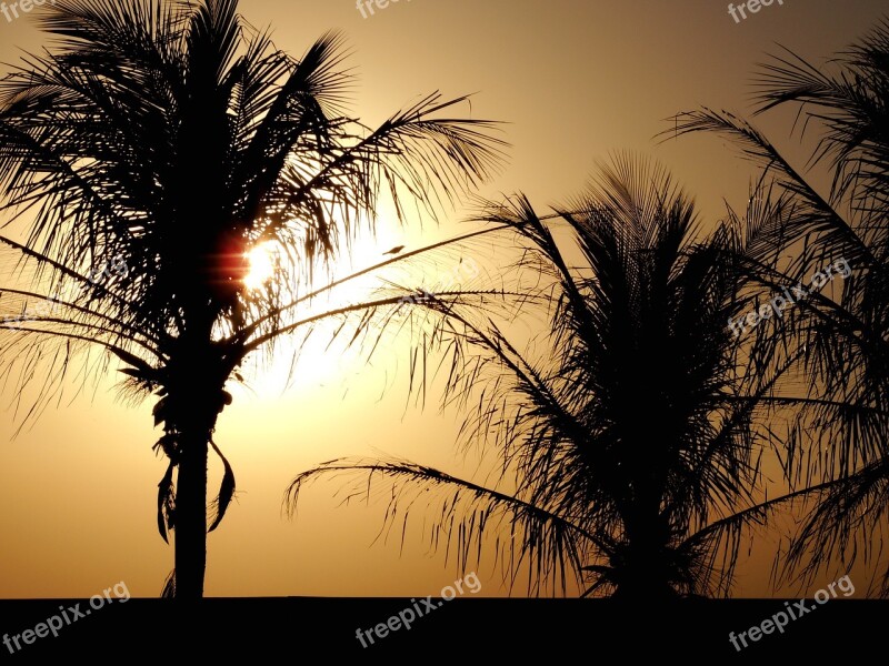 Palm Trees Sol Sunset Against Light Free Photos