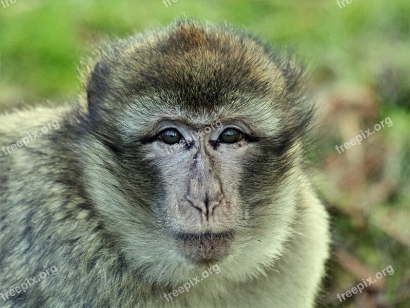 Monkey Macaque Animal Primate Mammal