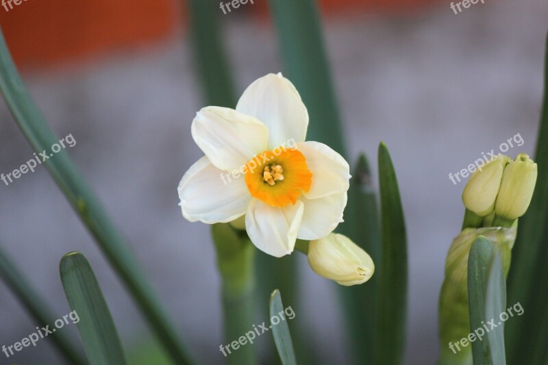 Narcissus Flowers Plants Free Photos