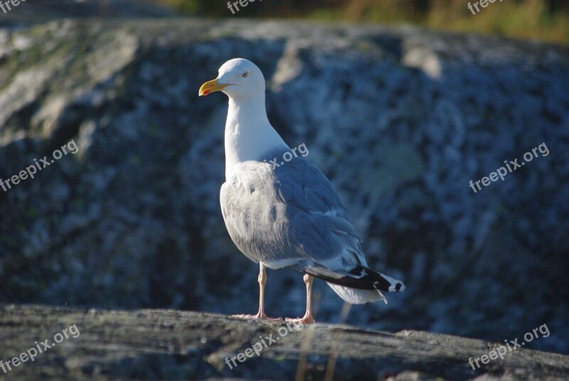 Seagull Seabird Coast Wildlife Gull