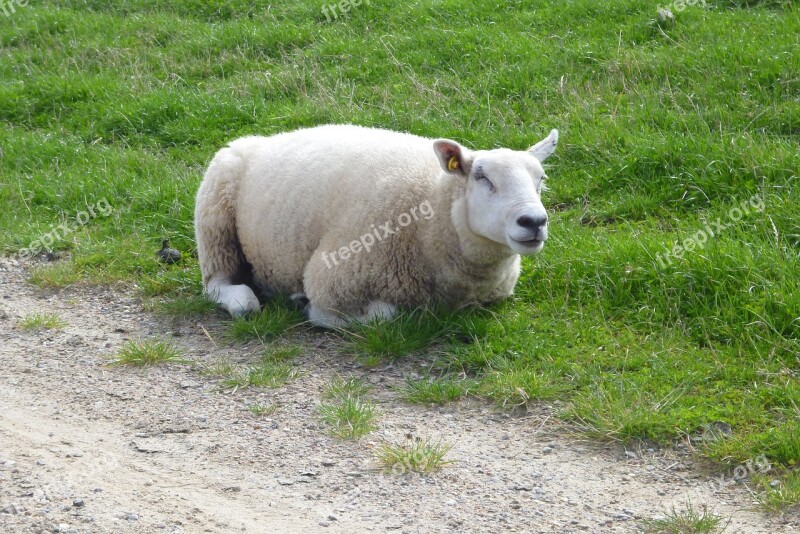 Sheep Animal Close Up Grass Rest