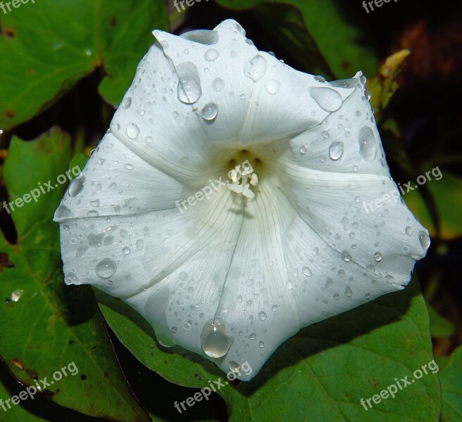 Blossom Bloom White Flora Macro