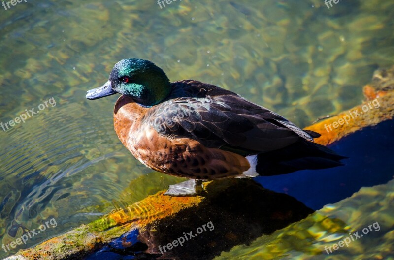 Mandarin Duck Duck Water Feathers Bird