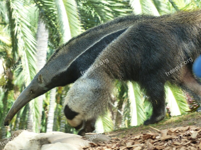 Giant Anteater Animal Myrmecophaga Tridactyla Anteater Snout