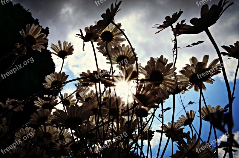 Nature Backlight Flowers Free Photos