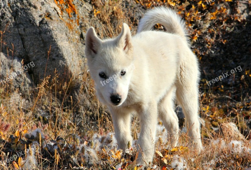 Greenland Dog Dog Draghund Fur Free Photos