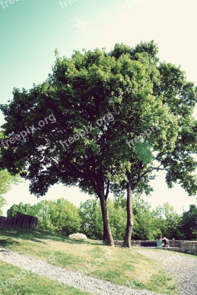 Wood Nature Green Plant Foliage