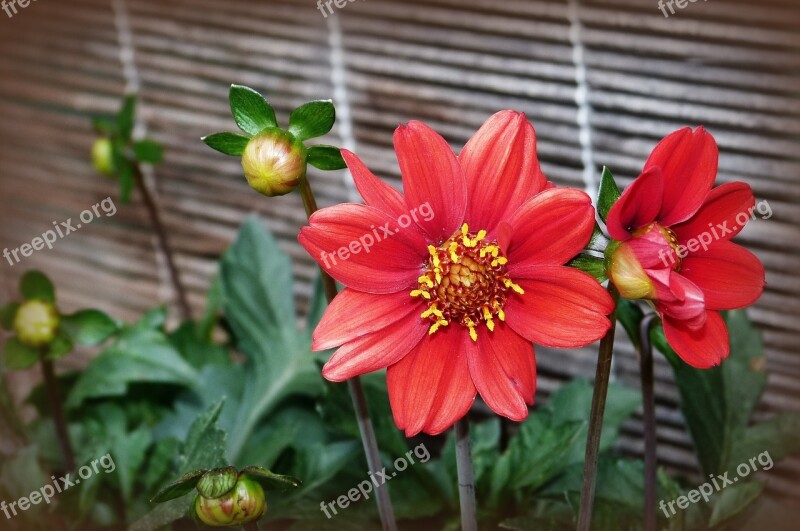 Flower Red Plant Garden Flora