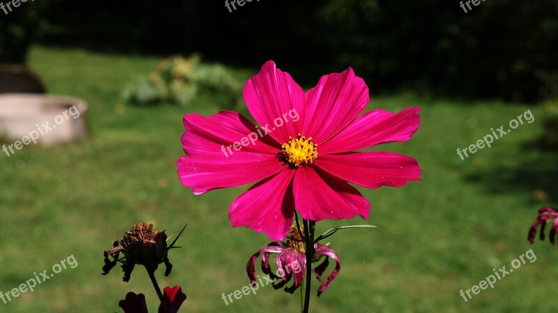 Primrose Flower Magenta Pink Red