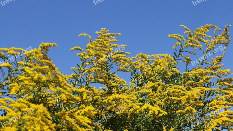 Berberis Tree Yellow Flowers Sky