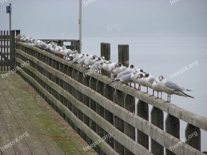 Gulls Fence Ammersee Web Boardwalk