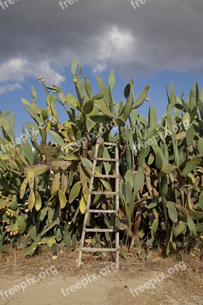 Cactus Prickly Pear Head Warm Heiss