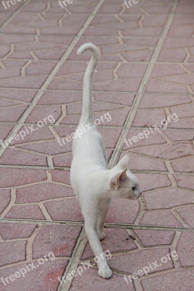 Cat White Animal Pride Thin