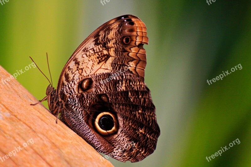 Butterfly Nature Macro Beauty Animals